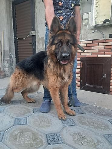 xaski it sekilleri: Alman çoban iti, 1 il, Erkek, Peyvəndli — 4