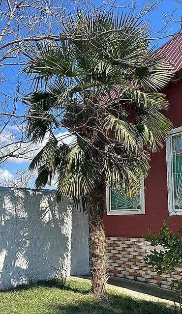 orxideya gulu satisi: Məhsul: Hündür dekorativ xurma/palmanın ağacı (Trachycarpus tipli — 2