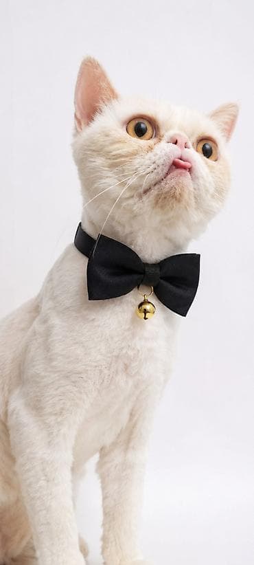 ev piwiyi: 🐱 Persiyan pişik cütləşdirmə üçün 1 yaşlı, sağlam və təmiz Persiyan — 1