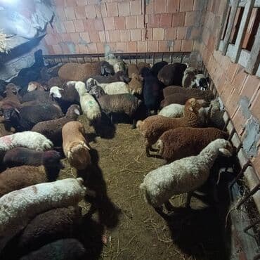 Salam aleyküm saxlamlıq quzularm var satram isdiyen0775431770 elaqe — 11