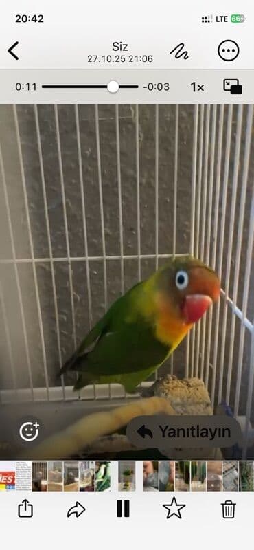 Bülbüllər: Fiser hazir cut yuva hazirlayirlar — 5