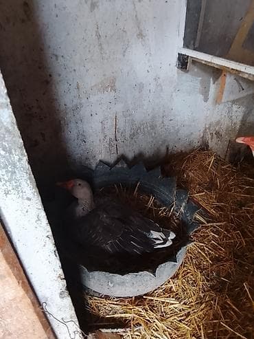 Inəklər, öküzlər: Dişi, Damazlıq — 2