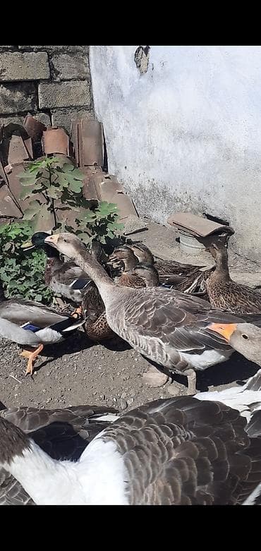 cins xoruz: 2 ədəd Tula döyüş qazları erkəy və dişi.2 ədəd ana qaz biri ala çox — 9