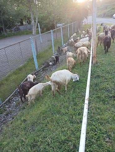 pitbul balaları: Satılır: Keçi sürüsü Məhsul təsviri: - Şəkillərdə müxtəlif rəng və — 4