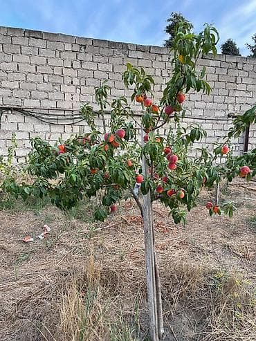 sumqayit saatliq evler: 15 sot, Tikinti — 9