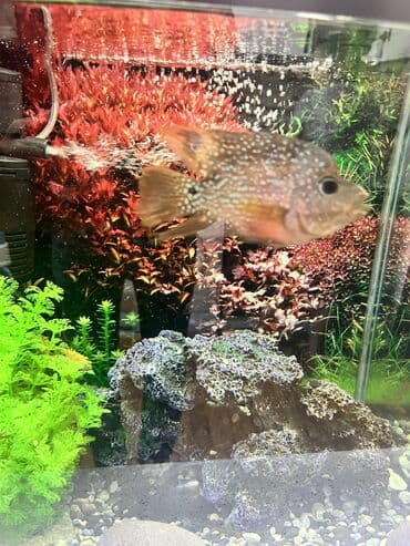 akvarium bitkileri: Dördbucaq akvarium, Balıqlarla birlikdə, 65 l, Ünvandan götürmə — 7