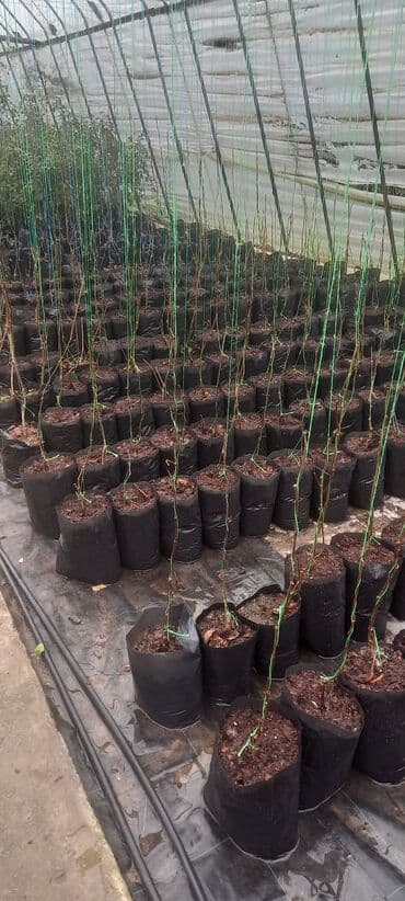 Уличные растения: Amerkan sarmaşığı. Çox sürətlə böyüyən gözəl görnümə sahib olan — 2