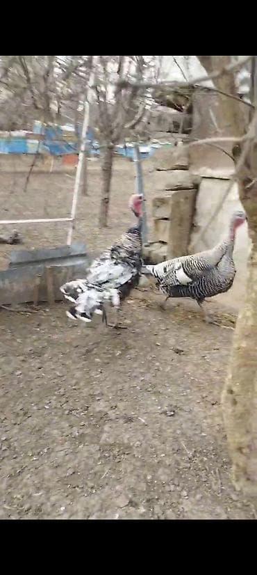 it qiz: -Zümrüdü Qırqovul - cütü 80 m -Gümüşü Qırqovul - cütü 110 m -Ağ — 10