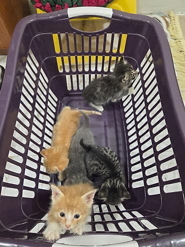 pulsuz video cat: Tabbi, Yaxşı əllərə — 9