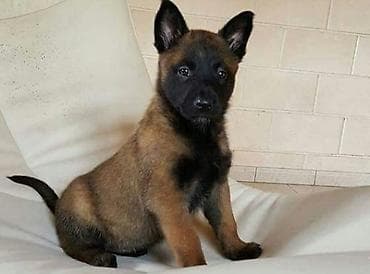 ingilis it adlari: Belçika çoban iti, 2 ay, Erkek — 1