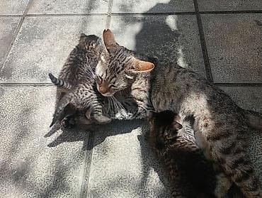 Pişiklər: Tabbi, Dişi, Yaxşı əllərə, Ünvandan götürmə — 2