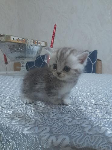 Gözəl boz-ağ rəngli bala pişik - Cinsəxasiyyət: sakit, mehriban və lalafo.az -da Gözəl boz-ağ rəngli bala pişik - Cinsəxasiyyət: sakit, mehriban və