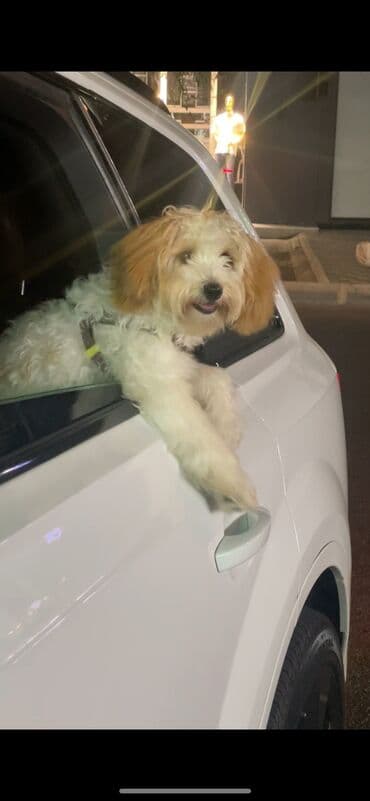 it satişi: Pudel, 7 ay, Erkek, Sənədli, Ödənişli çatdırılma, Ünvandan götürmə — 3