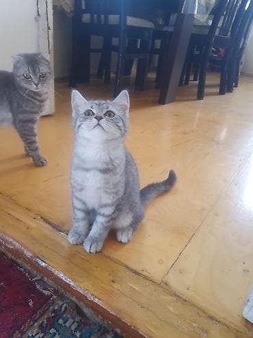 britanski pişik: Tabbi — 6