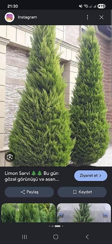 Limon sərvi (Cupressus macrocarpa ‘Goldcrest’) – dekorativ, piramida