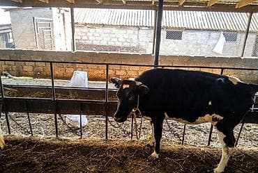 balaca dana: Boş boş adamlar narahat etməsin real alıcya edirim olacaq 3 qarına — 6
