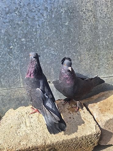 geref qus: Güyərçin Hazır Çüt Bala Verən Çütlərdi Çilok Erkəydi Qara Kəkilli — 2