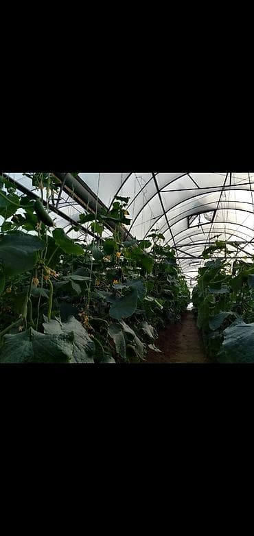 3 otaqlı, 2100 kv. m, Kredit var, Orta təmir