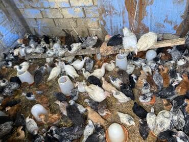 kənd colpası satışı: Satılır durçinka,serbilis,hündüşka — 4