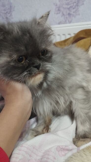 british pişik qiymeti: Britan, Dişi, Yaxşı əllərə — 2