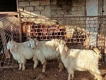 yerli keci: Salam saglam arpa yonca yeyen heyvanlardı real alıcılar zeng vursun — 3