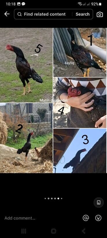 meşe xoruzu: Xoruz, il: <1, Ünvandan götürmə — 1