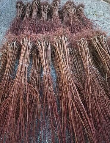 ağ gilas mürəbbəsi: Şahtut və gilas tingləri - Növ: Şirin gilas tingləri (ağ-sarı meyvəli — 2