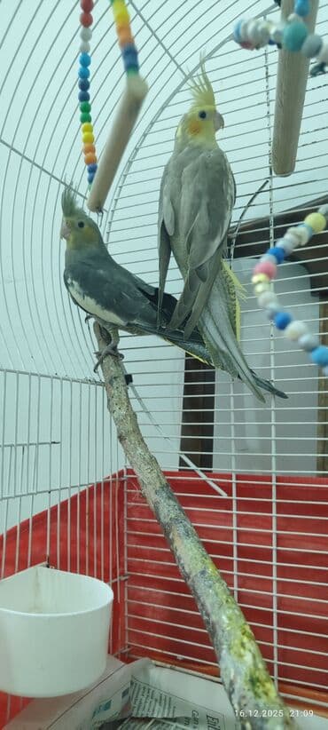karella quslari: Korellalar satılır Qəfəslə birgə və yaxud qəfəssiz. Tək də ala — 3