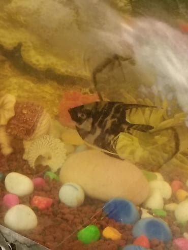 İtlər: Melek balixi cüt ikisi bir yerde endirim olacaqtebiki. ! Endirimle — 4