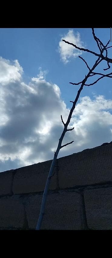 Baklar və çənlər: Məhsul: Çubuq dayaq dəsti – sarmaşıq və dırmaşan bitkilər üçün — 2