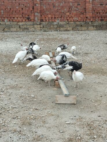 cins ineklerin satisi 2019: Dişi, Damazlıq — 5