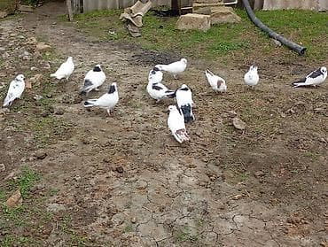 Satışda: ev göyərçinləri (qrup şəklində) - Rənglər: əsasən ağ