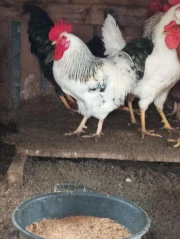 Salam sağlam kənd xoruzları ünvan Kürdəxanı