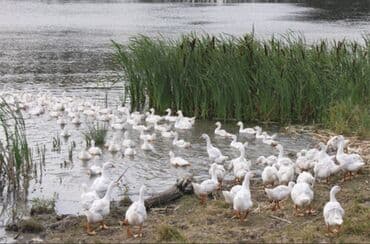 sex satılır: Yeni tikilən Böyükşor- Sea breez yolun üstundədir.Məhəmmədlıdə Gizil — 3