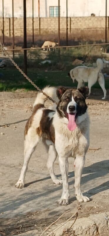 çardaq quşun yuvası: Qurdbasar, 1 il, Erkek, Peyvəndli, Ödənişli çatdırılma — 1