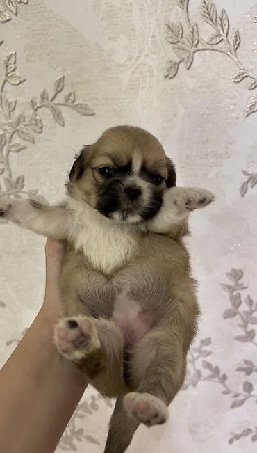 akvarium 120 cm: Pekines, Erkek — 2