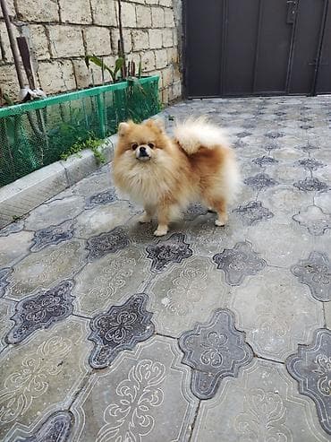 cüce yemi: Şpitz, 2 il, Erkek, Cütləşmə üçün — 1