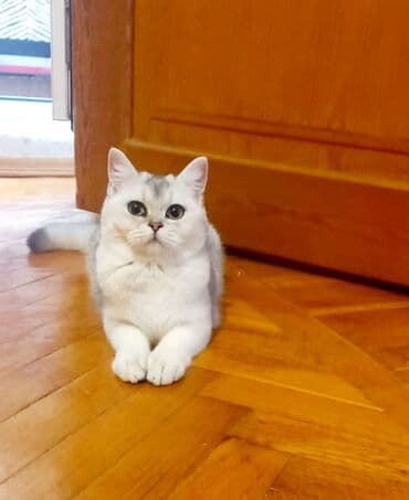 Britan, Dişi, Erkək, Yaxşı əllərə, Ünvandan götürmə lalafo.az -da Britan, Dişi, Erkək, Yaxşı əllərə, Ünvandan götürmə