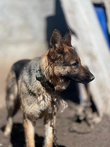 heyvan hekimi: Alman çoban iti, 10 ay, Dişi, Ünvandan götürmə — 4