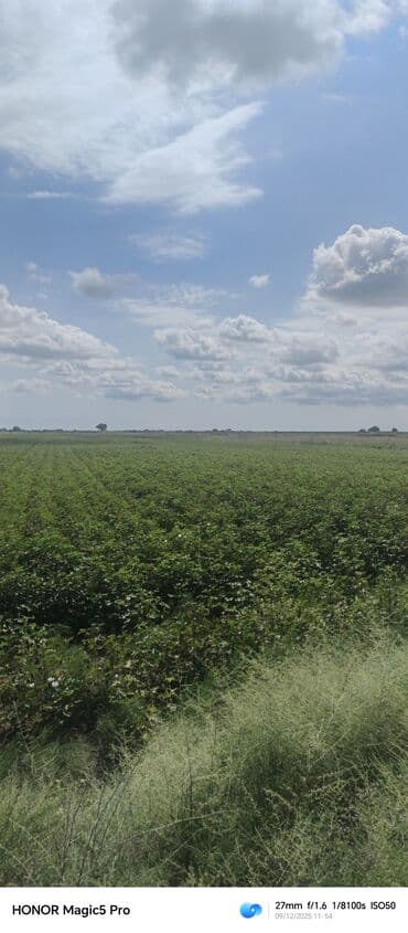 mingecevirde kiraye evler 2019: 257 sot Kənd təsərrüfatı — 2