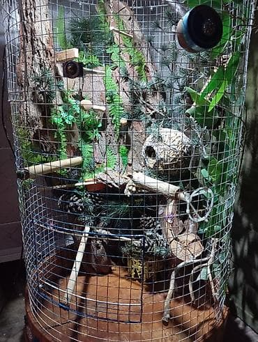 cex qus: Unikal şaquli terrarium/volyer – dekorativ ağac gövdəsi və təbii — 3