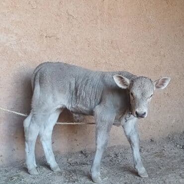 Boz rəngli dana – ətlik/südlük istiqamət üçün perspektivli lalafo.az -da Boz rəngli dana – ətlik/südlük istiqamət üçün perspektivli