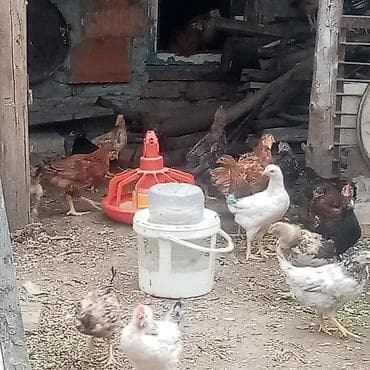 cuce sekli: Toyuq, Damazlıq — 3