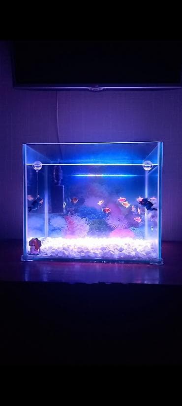 akvaryum altlığı: Dördbucaq akvarium, Boş, 50 l, Ünvandan götürmə — 1