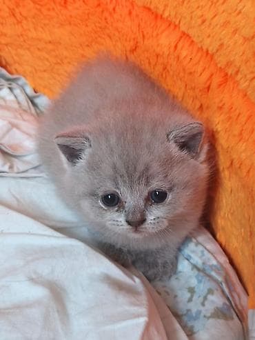 heyvan geyimi: Britan — 2