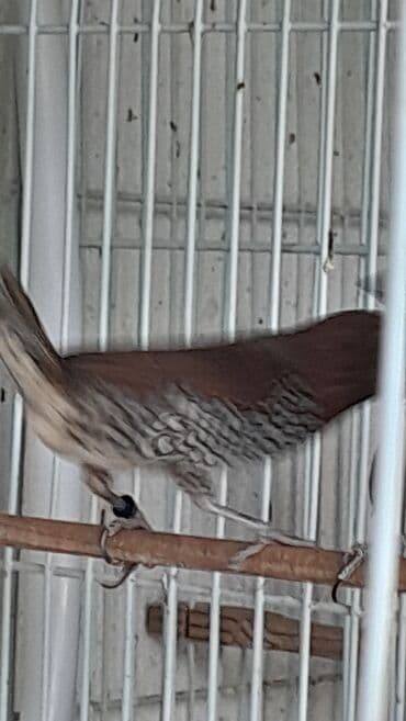 hazir belekler: Hazır cut muskat amadinler — 2