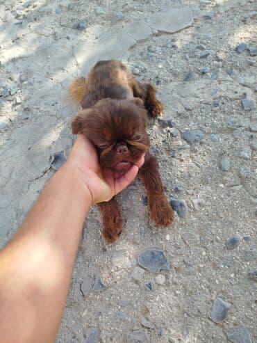 pekines balaları: Pekines, 6 ay, Erkek — 6