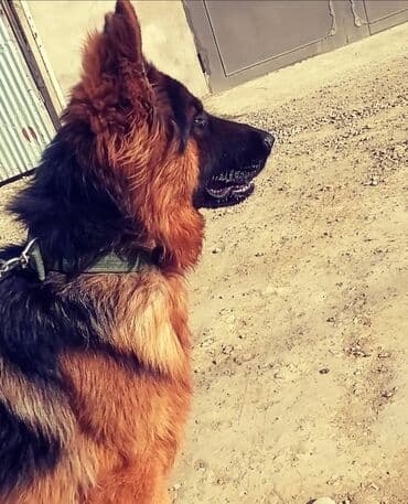 немецкие овчарки щенки купить: Немецкая овчарка, Самец — 4