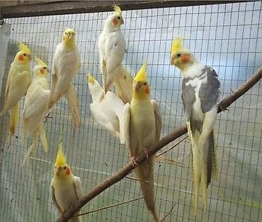 ✨ Hazır sarı elquşları satışda! 🐦✨ Parlaq sarı rəngdə, gözəl və sağlam