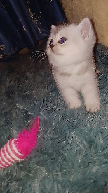 Heyvanlar üçün mallar: Britan — 2